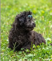 Bear - Genetic Testing - UTD Vaccines, a male Shihpoo for sale in Frederick, MD – 2 of 4