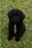 Oreo (Neutered) Genetic Testing. UTD Vaccines. , a male Shihpoo for sale in Columbia, MD – 3 of 4