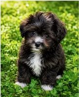 Molly  ( Little Partner in Crime ), a female Shihpoo for sale in Columbia, MD – 2 of 6