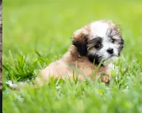 Zoe ( Genetic Testing ) UTD Vaccines., a female Shihpoo for sale in Frederick, MD – 5 of 8