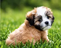 Zoe  ( Pick Me ), a female Shihpoo for sale in Columbia, MD – 5 of 5