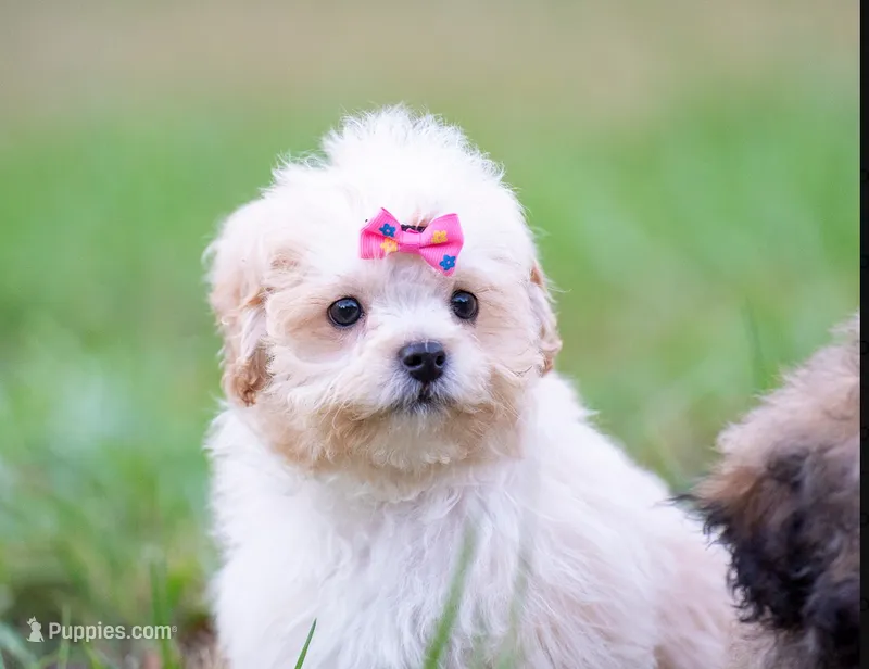 Victoria ( Beautiful Little Baby ) Vet Exam and Vaccines.  – Shihpoo puppy for sale in Columbia, MD