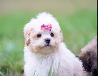 Victoria ( Beautiful Little Baby ) Vet Exam and Vaccines. , a female Shihpoo for sale in Columbia, MD – 1 of 8