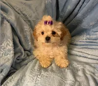 Bella, a female Shihpoo for sale in Columbia, MD – 5 of 7
