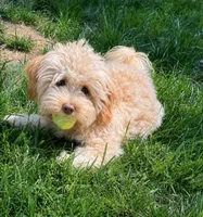 Bentley - Neutered, House-trained and Complete Luv-bug, a male Shihpoo for sale in Columbia, MD – 2 of 2
