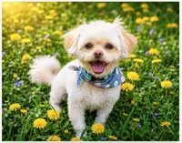 Sammy - Neutered. (Genetic Testing) UTD Vaccines. , a male Shihpoo for sale in Columbia, MD – 7 of 7