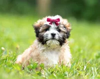 Zoe ( Little Zoe Kisses ) Vet Exam and Vaccines UTD, a female Shihpoo for sale in Columbia, MD – 2 of 7