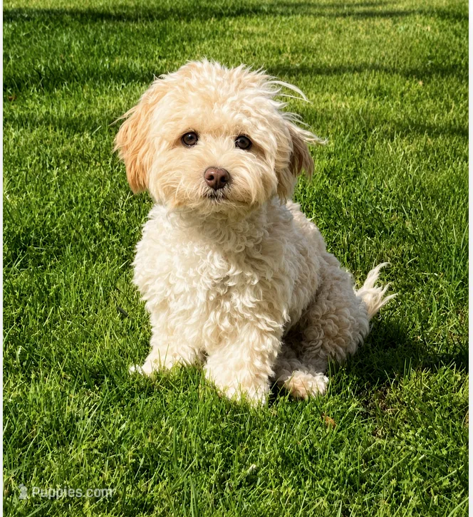 Meet Bentley – Everything You're Looking For in a Companion – Shihpoo puppy for sale in Columbia, MD