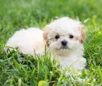 Brodie - Genetic Testing -  UTD Vaccines. , a male Shihpoo for sale in Frederick, MD – 2 of 5