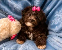 Molly ( Little Partner in Crime ), a female Shihpoo for sale in Columbia, MD – 6 of 6