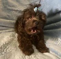 Pooh Bear, a male Shihpoo for sale in Columbia, MD – 3 of 8