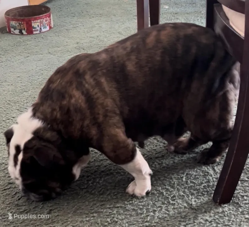 Isabella – English Bulldog puppy for sale in Denison, TX
