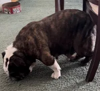 Isabella, a female English Bulldog for sale in Denison, TX – Photo 1 of 2