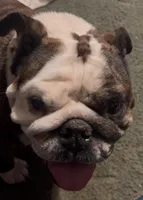 Isabella, a female English Bulldog for sale in Denison, TX – Photo 2 of 2