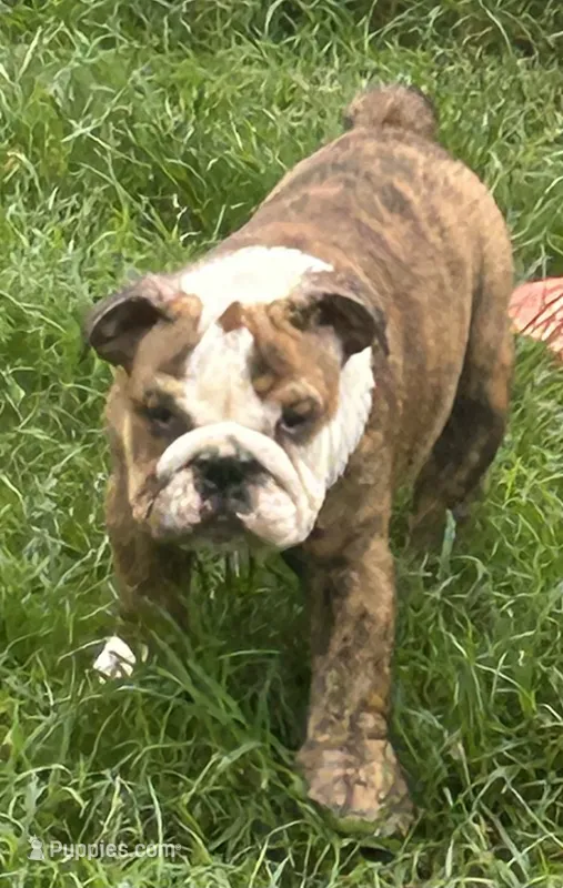 Patches FULL Breeding Rights – English Bulldog puppy for sale in Denison, TX