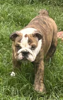 Patches, a female English Bulldog for sale in Denison, TX – 1 of 5