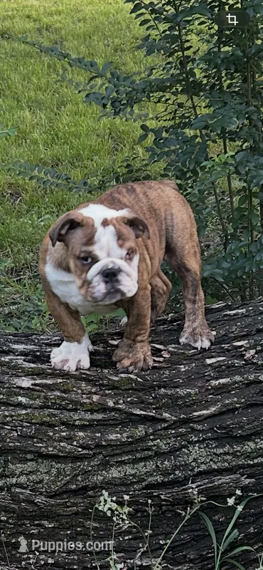 Patches – English Bulldog puppy for sale in Denison, TX