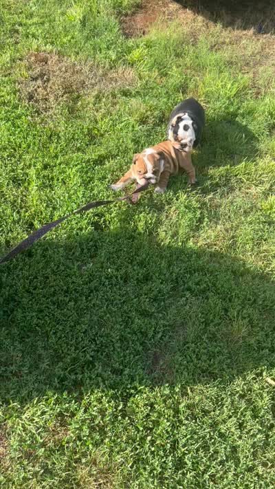 Blacky FULL breeding rights, a male English Bulldog for sale in Denison, TX – 3 of 3