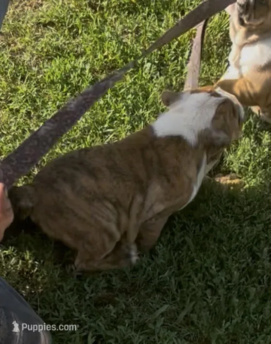 Patches FULL Breeding Rights – English Bulldog puppy for sale in Denison, TX