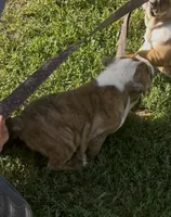 Patches FULL Breeding Rights, a female English Bulldog for sale in Denison, TX – 1 of 2
