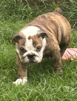 Patches, a female English Bulldog for sale in Denison, TX – 3 of 5