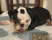 Blackies Landing, a male English Bulldog for sale in Denison, TX – Photo 2 of 2