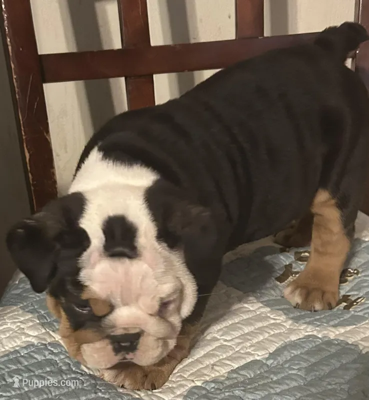 Blackies Landing – English Bulldog puppy for sale in Denison, TX
