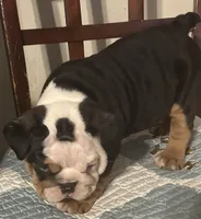Blackies Landing, a male English Bulldog for sale in Denison, TX – Photo 1 of 2