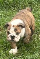 Patches, a female English Bulldog for sale in Denison, TX – 4 of 5
