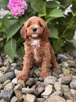 Mini Minnesota ( Minnie), a female Whoodle for sale in Holmesville, OH – 1 of 3