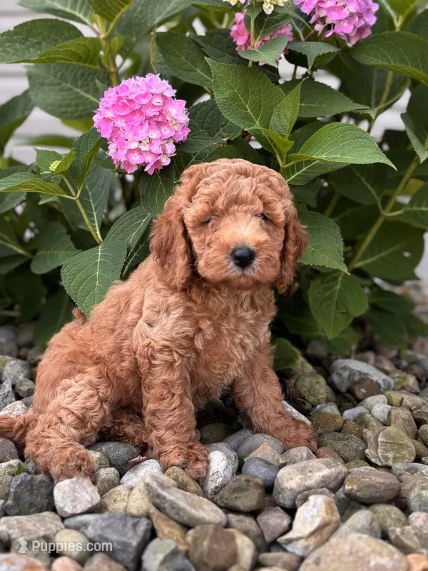 Mini Georgia ( Georgie) – Whoodle puppy for sale in Holmesville, OH