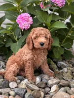 Mini Georgia ( Georgie), a female Whoodle for sale in Holmesville, OH – 1 of 3