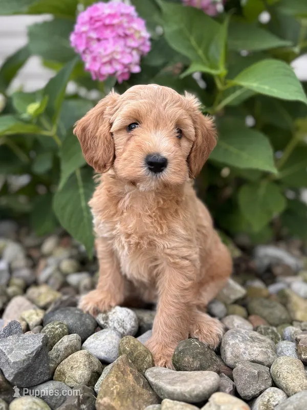 Mini California (Callie)  – Whoodle puppy for sale in Holmesville, OH