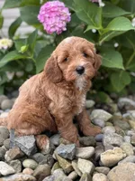 Mini Minnesota ( Minnie), a female Whoodle for sale in Holmesville, OH – 3 of 3