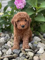 Mini Nevada( Nev), a female Whoodle for sale in Holmesville, OH – 2 of 3