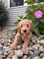Mini Wyoming (Wyatt), a male Whoodle for sale in Holmesville, OH – 3 of 3
