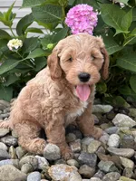 Mini Wyoming (Wyatt), a male Whoodle for sale in Holmesville, OH – 1 of 3