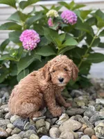Mini North Carolina (Nora), a female Whoodle for sale in Holmesville, OH – 3 of 3
