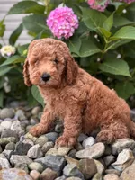 Mini Georgia ( Georgie), a female Whoodle for sale in Holmesville, OH – 2 of 3