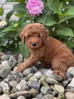 Mini Nevada( Nev), a female Whoodle for sale in Holmesville, OH – 3 of 3