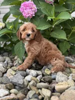Mini Minnesota ( Minnie), a female Whoodle for sale in Holmesville, OH – 2 of 3