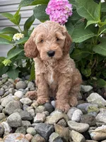 Mini Wyoming (Wyatt), a male Whoodle for sale in Holmesville, OH – 2 of 3