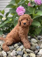 Mini Nevada( Nev), a female Whoodle for sale in Holmesville, OH – 1 of 3