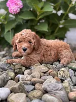 Mini North Carolina (Nora), a female Whoodle for sale in Holmesville, OH – 2 of 3
