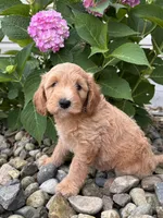 Mini California (Callie) , a female Whoodle for sale in Holmesville, OH – 3 of 3