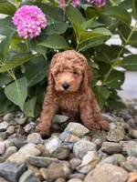 Mini Georgia ( Georgie), a female Whoodle for sale in Holmesville, OH – 3 of 3