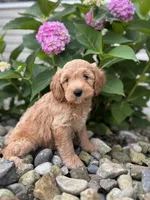Mini California (Callie) , a female Whoodle for sale in Holmesville, OH – 2 of 3