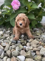 Mini North Carolina (Nora), a female Whoodle for sale in Holmesville, OH – 1 of 3