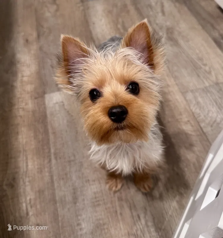 Dolly – Yorkshire Terrier puppy for sale in Winston-Salem, NC