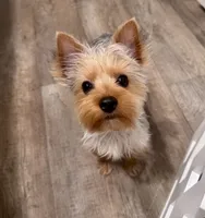 Dolly, a female Yorkshire Terrier for sale in Winston-Salem, NC – 1 of 3